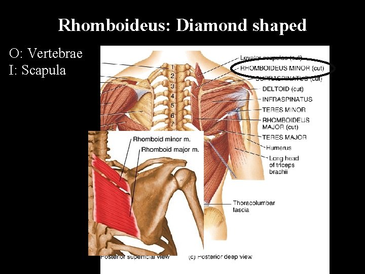 Rhomboideus: Diamond shaped O: Vertebrae I: Scapula 