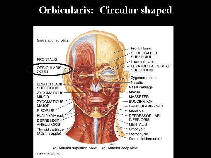 Orbicularis: Circular shaped 