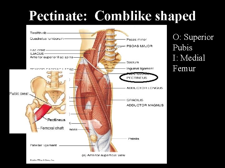 Pectinate: Comblike shaped O: Superior Pubis I: Medial Femur 
