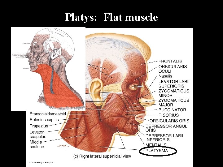 Platys: Flat muscle 