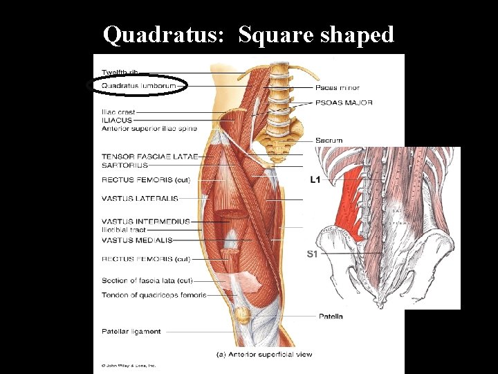 Quadratus: Square shaped 