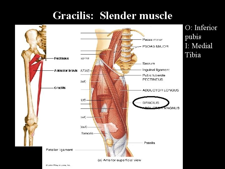 Gracilis: Slender muscle O: Inferior pubis I: Medial Tibia 