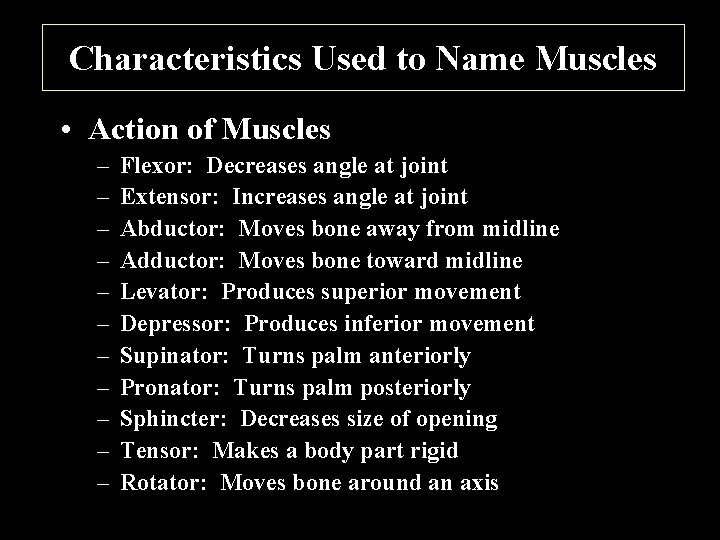 Characteristics Used to Name Muscles • Action of Muscles – – – Flexor: Decreases