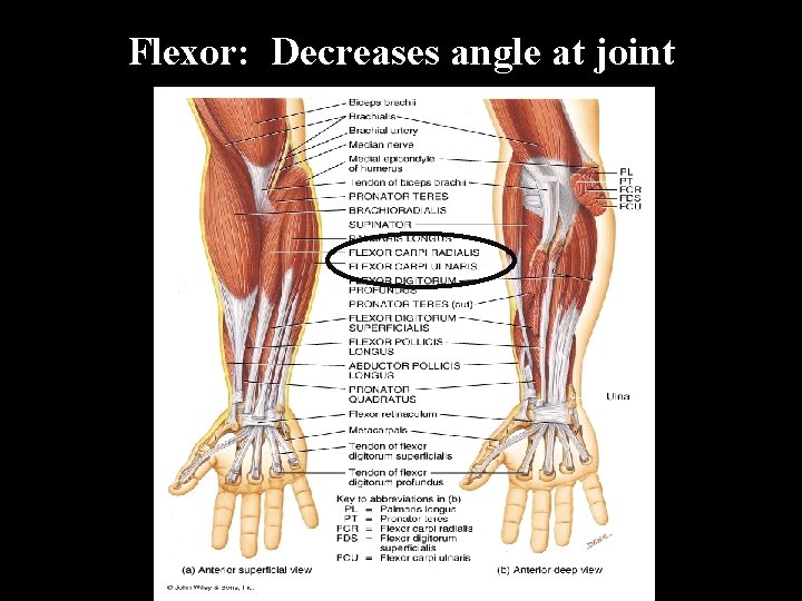 Flexor: Decreases angle at joint 