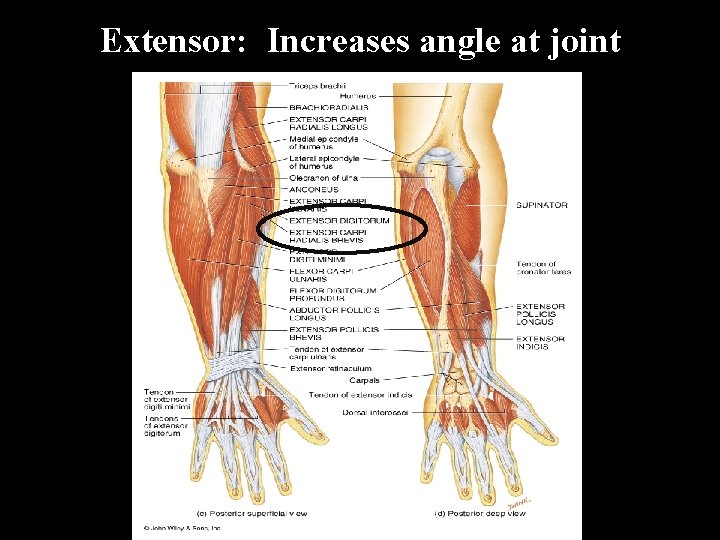 Extensor: Increases angle at joint 