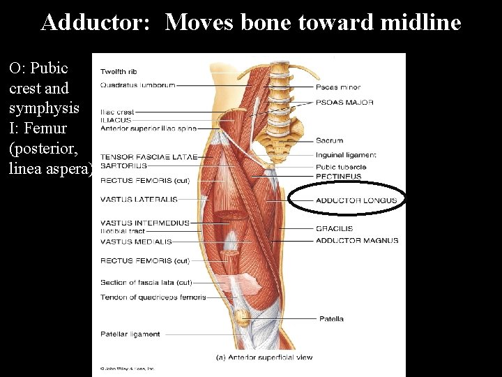 Adductor: Moves bone toward midline O: Pubic crest and symphysis I: Femur (posterior, linea