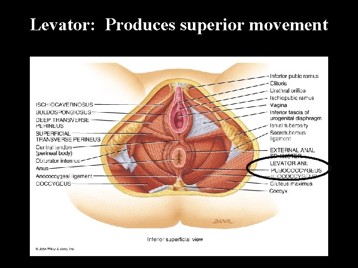 Levator: Produces superior movement 