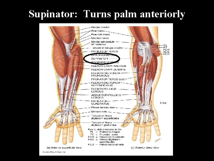 Supinator: Turns palm anteriorly 