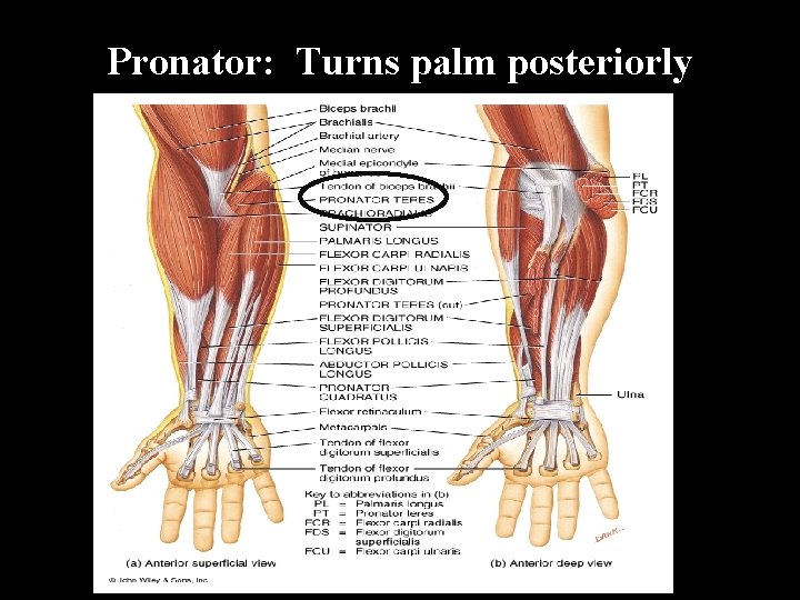 Pronator: Turns palm posteriorly 