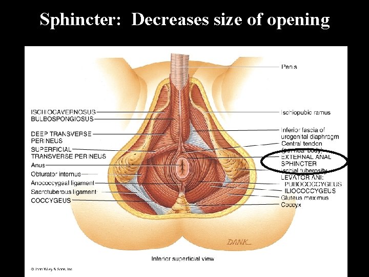 Sphincter: Decreases size of opening 