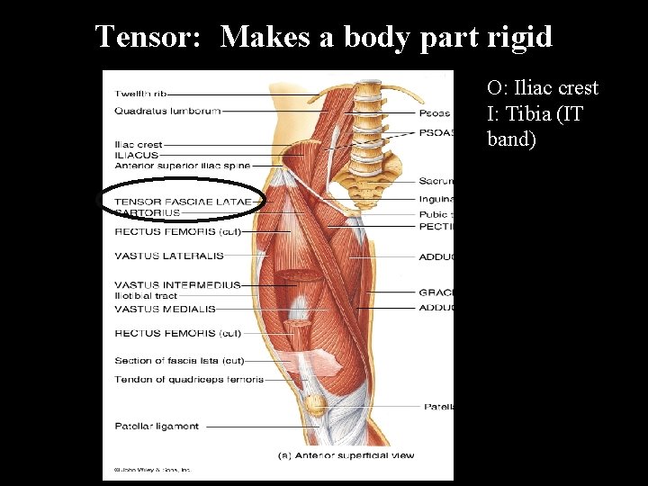 Tensor: Makes a body part rigid O: Iliac crest I: Tibia (IT band) 
