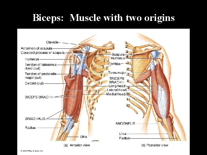 Biceps: Muscle with two origins 