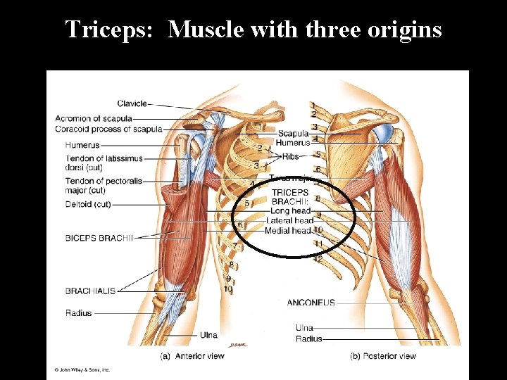 Triceps: Muscle with three origins 