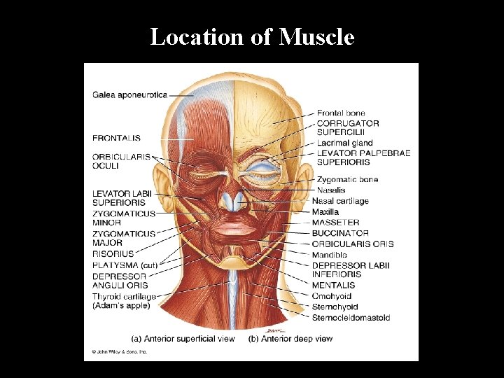 Location of Muscle 