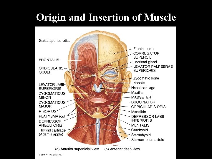 Origin and Insertion of Muscle 