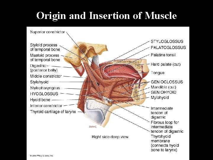 Origin and Insertion of Muscle 