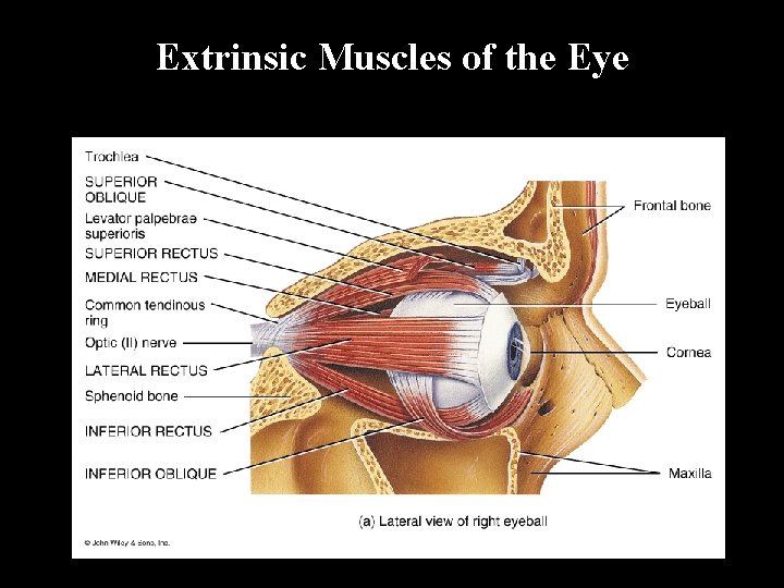 Extrinsic Muscles of the Eye 
