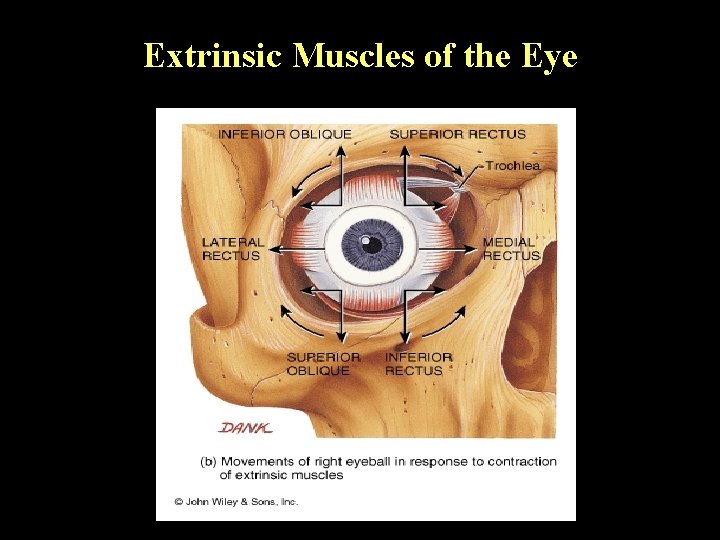 Extrinsic Muscles of the Eye 