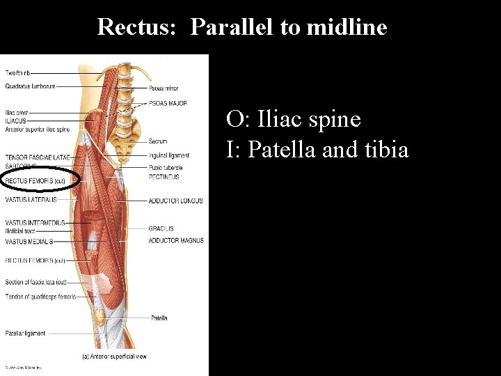 Rectus: Parallel to midline O: Iliac spine I: Patella and tibia 
