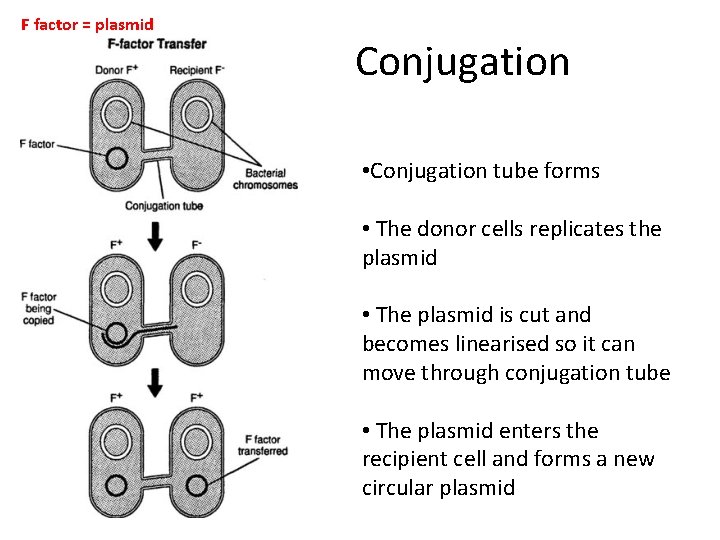 F factor = plasmid Conjugation • Conjugation tube forms • The donor cells replicates