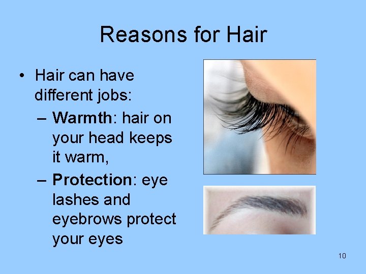 Reasons for Hair • Hair can have different jobs: – Warmth: hair on your