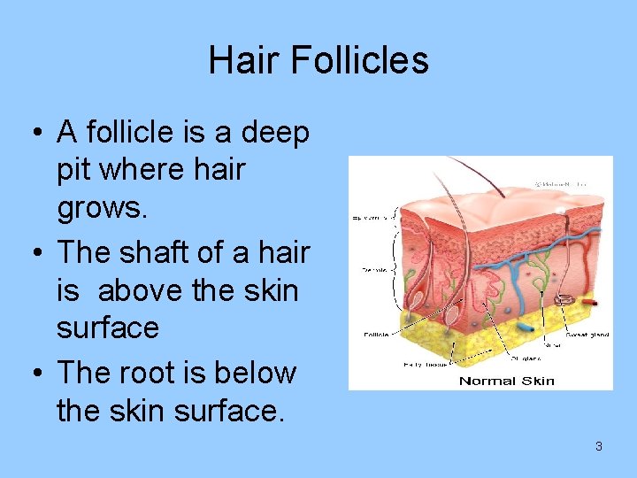 Hair Follicles • A follicle is a deep pit where hair grows. • The