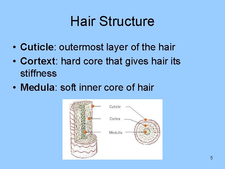 Hair Structure • Cuticle: outermost layer of the hair • Cortext: hard core that