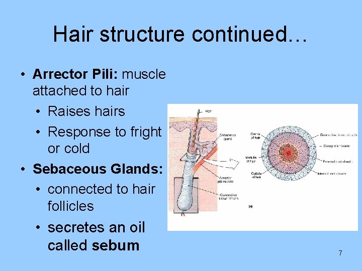 Hair structure continued… • Arrector Pili: muscle attached to hair • Raises hairs •