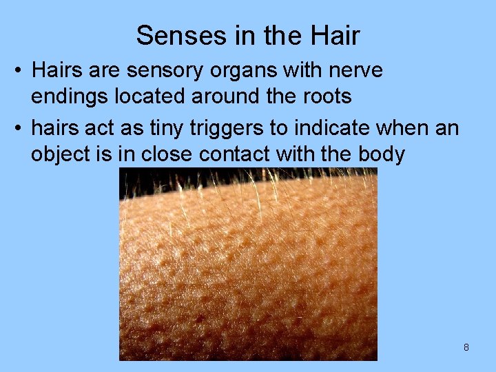 Senses in the Hair • Hairs are sensory organs with nerve endings located around