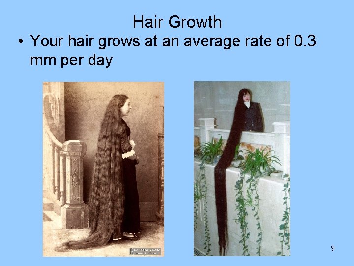 Hair Growth • Your hair grows at an average rate of 0. 3 mm