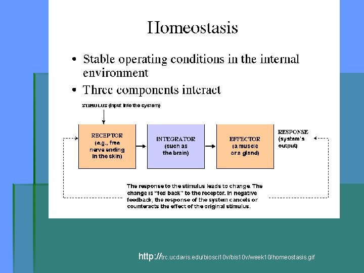http: //trc. ucdavis. edu/biosci 10 v/bis 10 v/week 10/homeostasis. gif 