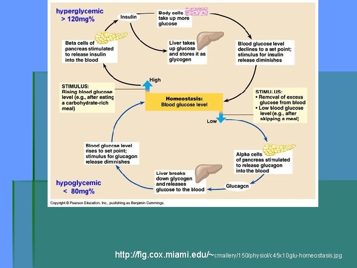 http: //fig. cox. miami. edu/~cmallery/150/physiol/c 45 x 10 glu-homeostasis. jpg 