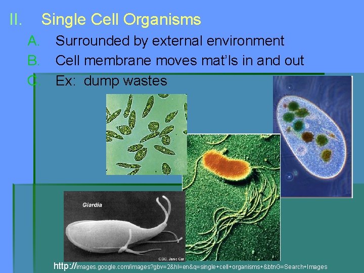 II. Single Cell Organisms A. Surrounded by external environment B. Cell membrane moves mat’ls