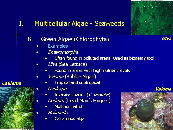 I. Multicellular Algae - Seaweeds B. Green Algae (Chlorophyta) • • Examples Enteromorpha •