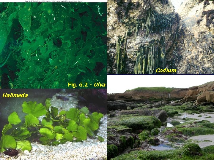 Codium Fig. 6. 2 - Ulva Halimeda 