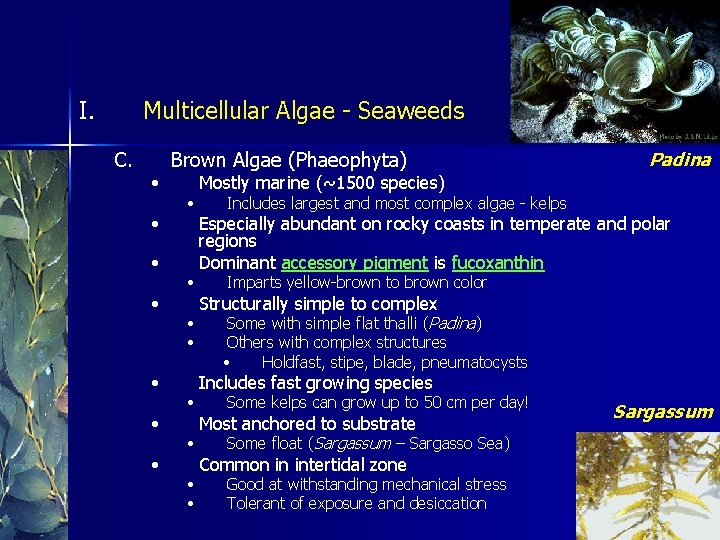 I. Multicellular Algae - Seaweeds C. • • Brown Algae (Phaeophyta) • • Padina