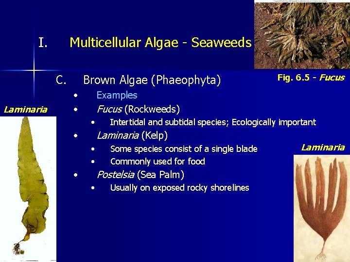 I. Multicellular Algae - Seaweeds C. Laminaria Brown Algae (Phaeophyta) • • Fig. 6.