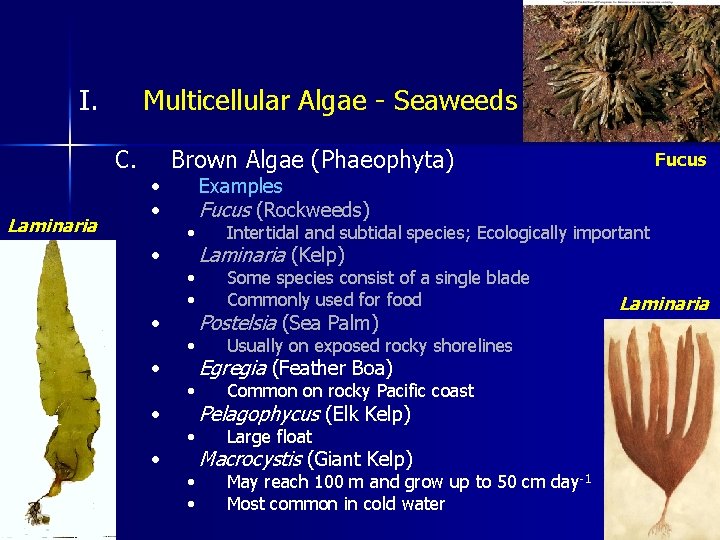 I. Multicellular Algae - Seaweeds C. Laminaria • • Brown Algae (Phaeophyta) • •