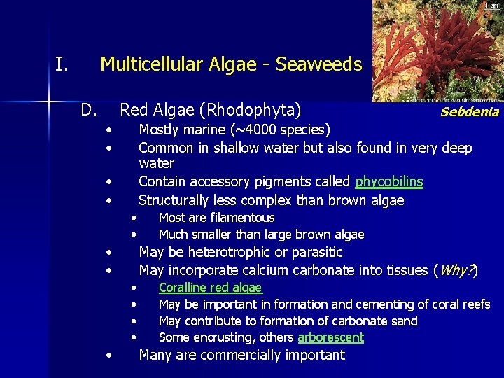 I. Multicellular Algae - Seaweeds D. Red Algae (Rhodophyta) • • Mostly marine (~4000