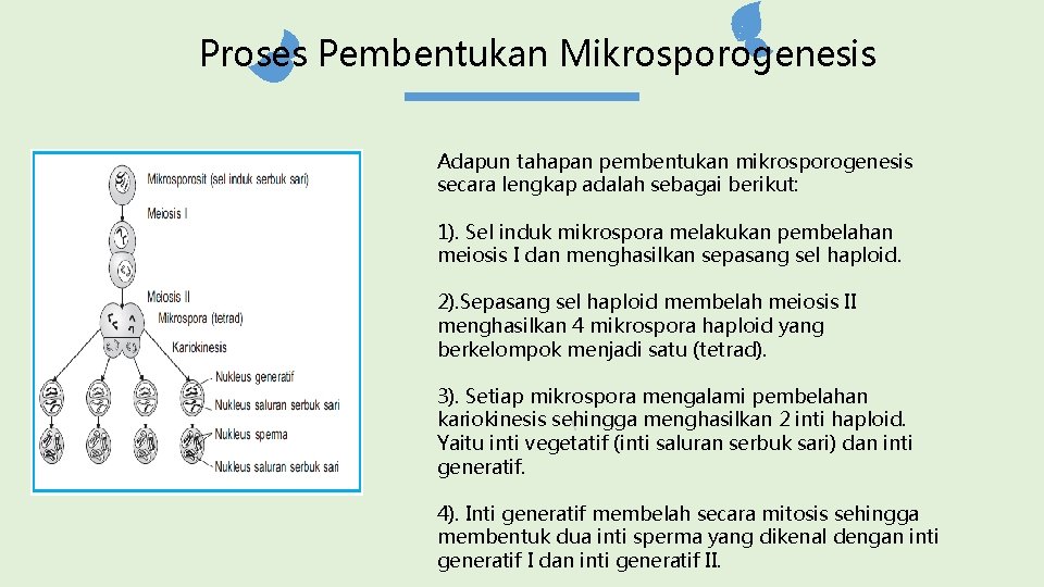 Proses Pembentukan Mikrosporogenesis Adapun tahapan pembentukan mikrosporogenesis secara lengkap adalah sebagai berikut: 1). Sel