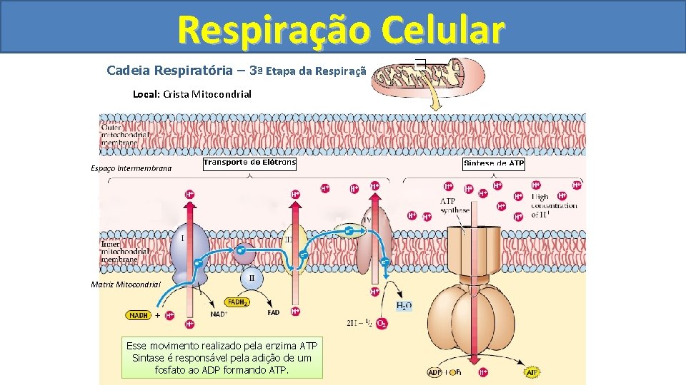 Respiração Celular Cadeia Respiratória – 3ª Etapa da Respiração Local: Crista Mitocondrial Espaço Intermembrana