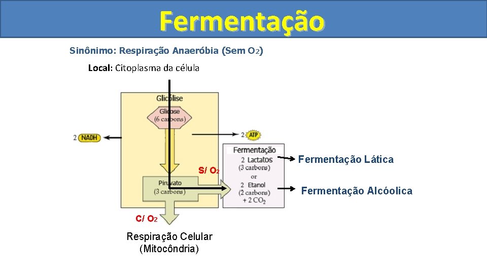 Fermentação Sinônimo: Respiração Anaeróbia (Sem O 2) Local: Citoplasma da célula Fermentação Lática S/