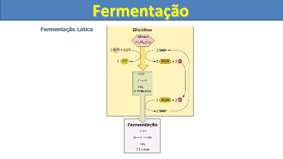 Fermentação Lática 