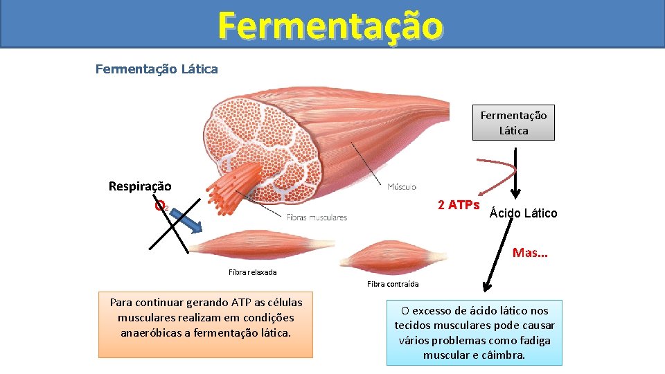 Fermentação Lática Glicose Respiração O 2 2 ATPs Ácido Lático Mas. . . Fibra