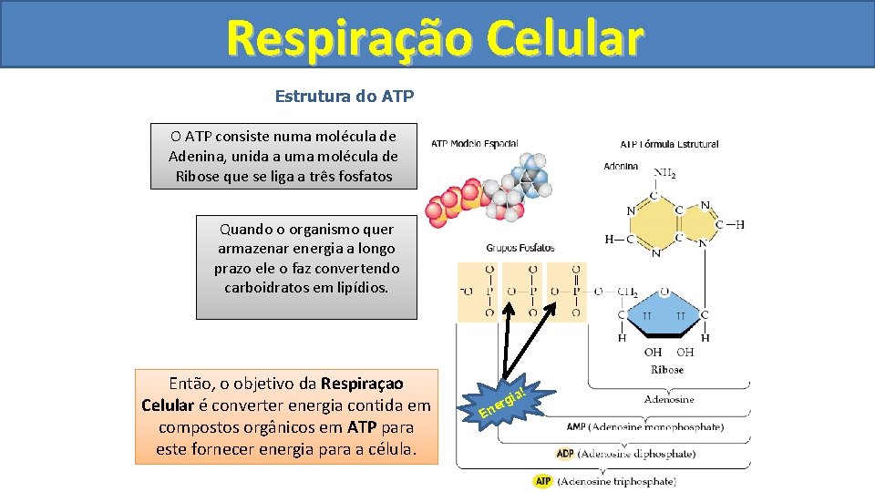 Respiração Celular Estrutura do ATP O ATP consiste numa molécula de Adenina, unida a