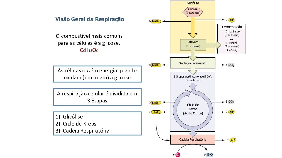 Visão Geral da Respiração O combustível mais comum para as células é a glicose.