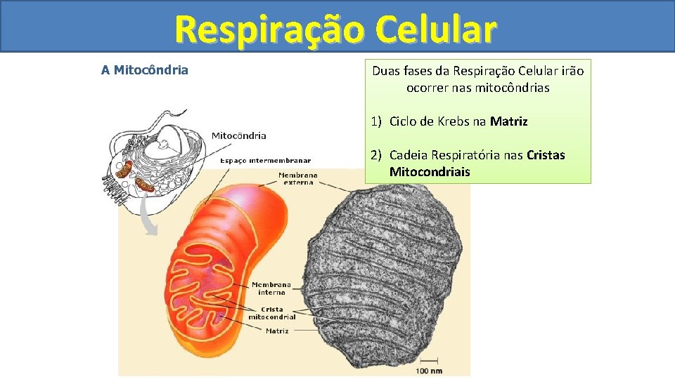 Respiração Celular A Mitocôndria Duas fasesprincipal da Respiração Celular irão APossui das mitocôndrias é