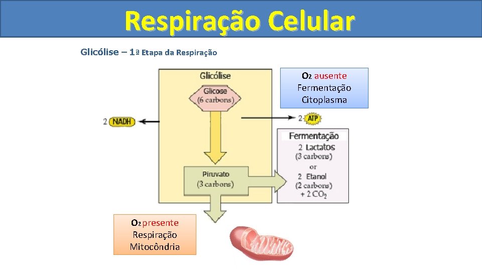 Respiração Celular Glicólise – 1ª Etapa da Respiração O 2 ausente Fermentação Citoplasma O