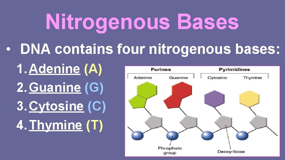 Nitrogenous Bases • DNA contains four nitrogenous bases: 1. Adenine (A) 2. Guanine (G)