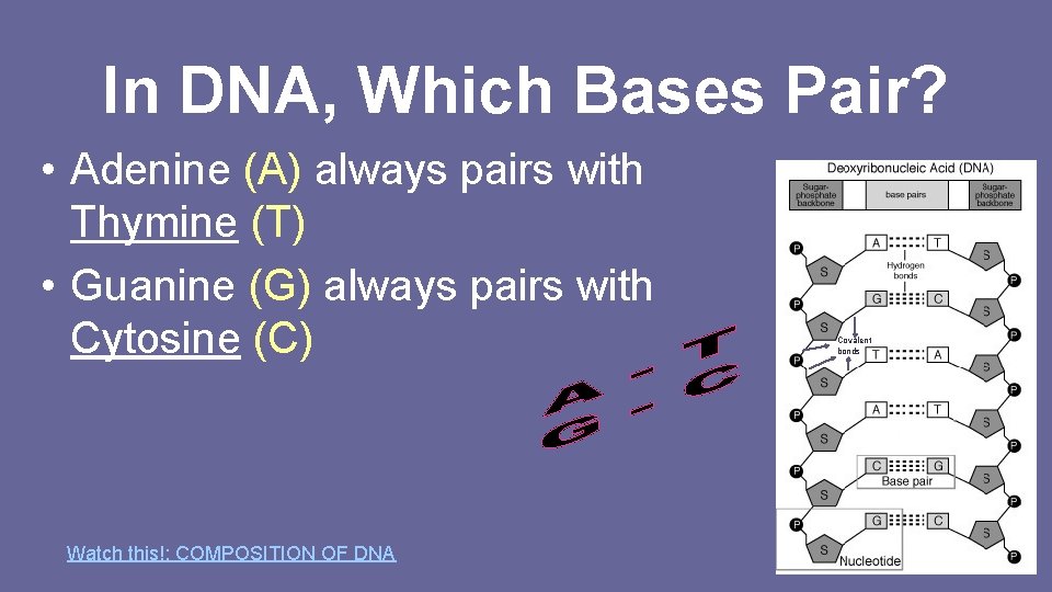 In DNA, Which Bases Pair? • Adenine (A) always pairs with Thymine (T) •